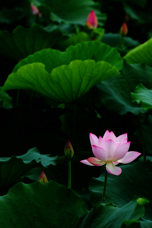 深圳 · 洪湖公园的夏雨荷 - 小鱼滋味 - 小鱼滋味