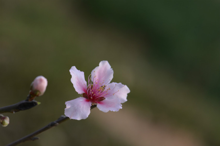 桃花朵朵开，蛇年翩翩入梦来 - 小鱼滋味 - 小鱼滋味