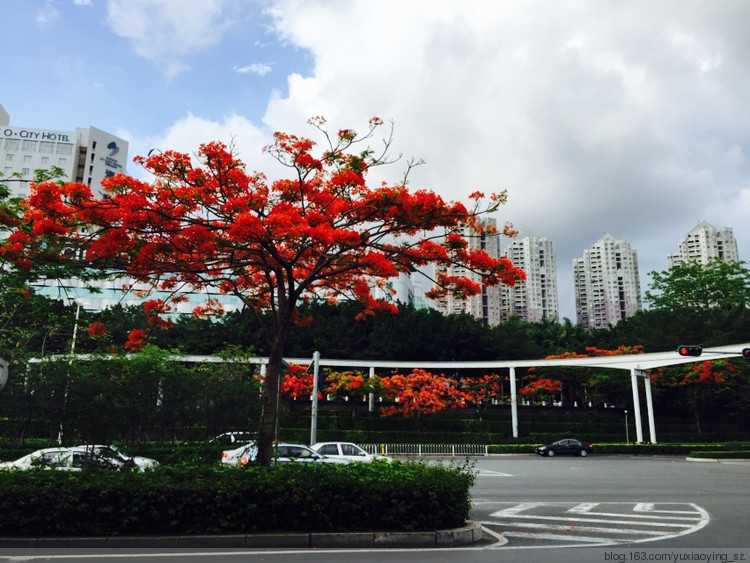 凤凰花开满城红 - 小鱼滋味 - 小鱼滋味