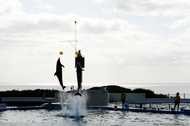 【二入瀛洲】 冲绳岛一天，游万座毛、古宇利大桥、水族馆，吃美味豚肉 - 小鱼滋味 - 小鱼滋味