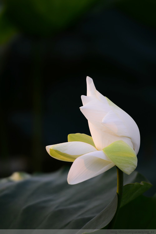 【深圳 · 洪湖公园】 花拆，蓦然夏中 - 小鱼滋味 - 小鱼滋味