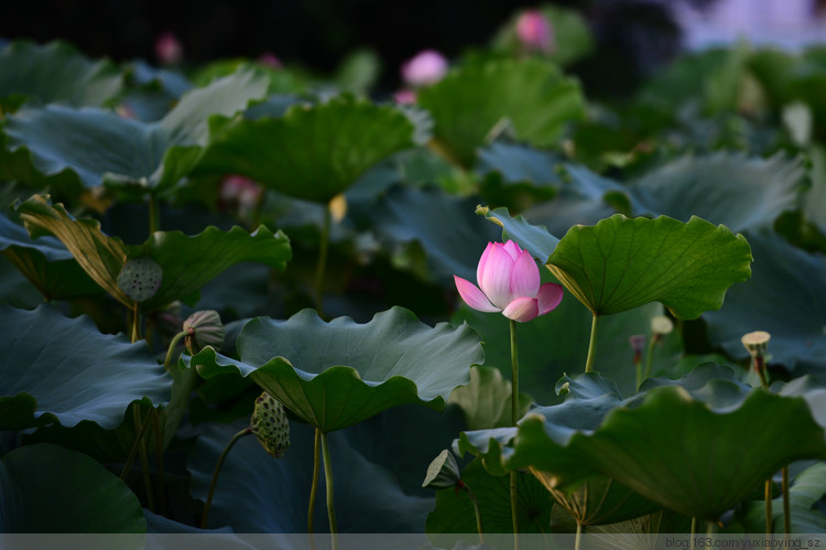 【深圳 · 洪湖公园】 花拆，蓦然夏中 - 小鱼滋味 - 小鱼滋味