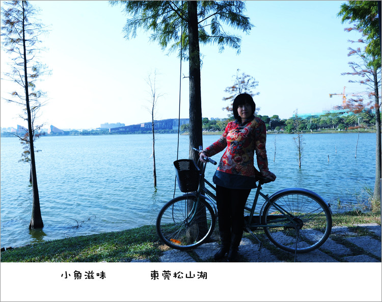 波斯菊海 - 小鱼滋味 - 小鱼滋味 波斯菊海 - 小鱼滋味 - 小鱼滋味