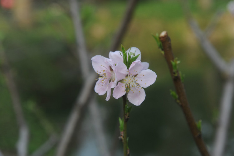 【无锡之春】 梅，洒落的花瓣雨 - 小鱼滋味 - 小鱼滋味