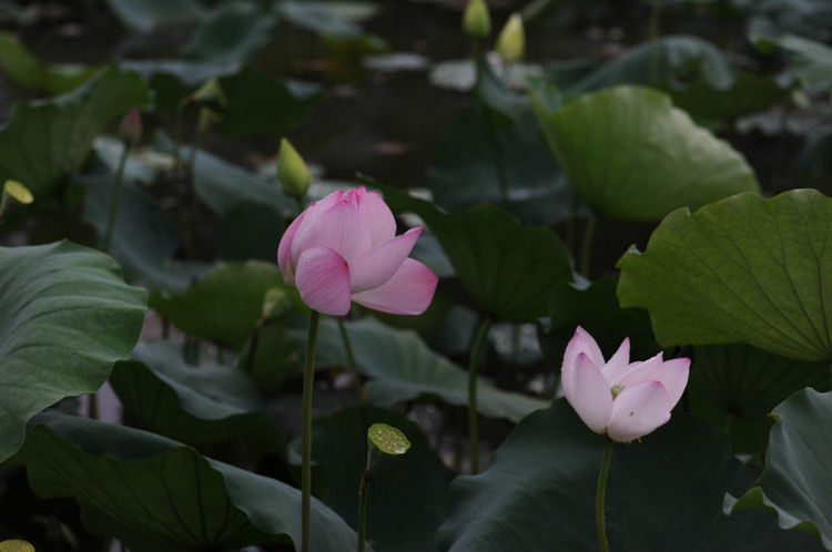 五月的颜色 · 荷花 - 小鱼滋味 - 小鱼滋味