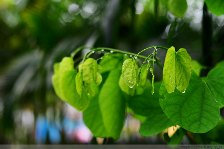 六月的雨，泡病号的小衣襟 - 小鱼滋味 - 小鱼滋味