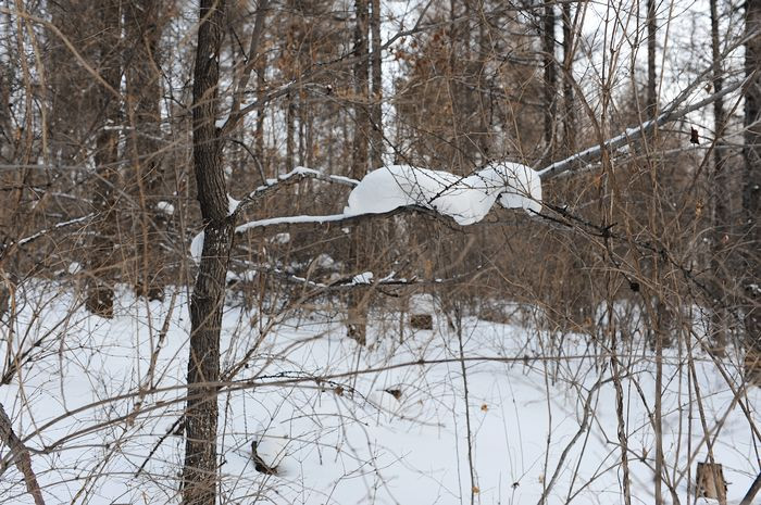 2011，兔年春节--之六 雪中漫游 - 小鱼滋味 - 小鱼滋味