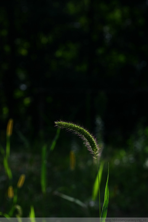 2015 · 雪谷之夏 - 小鱼滋味 - 小鱼滋味