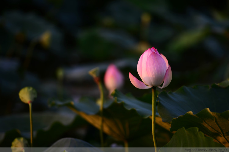 【深圳 · 洪湖公园】 花拆，蓦然夏中 - 小鱼滋味 - 小鱼滋味