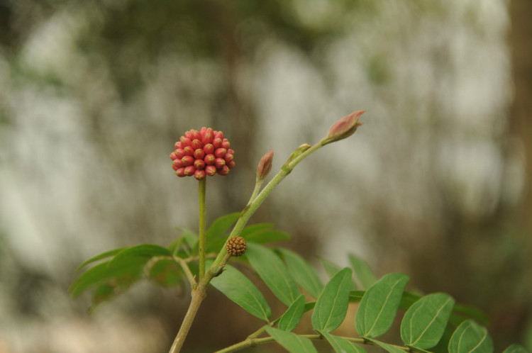 三月的深圳·仙湖植物园 - 小鱼滋味 - 小鱼滋味