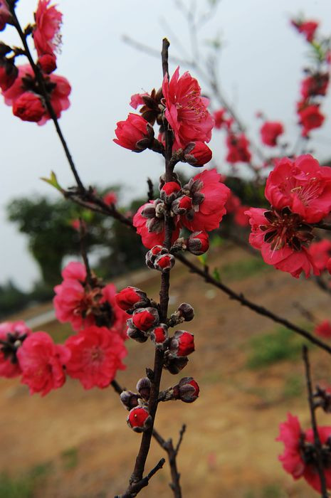 桃花依旧笑春风 - 小鱼滋味 - 小鱼滋味