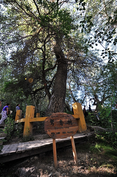 在那遥远的地方（之十 库车老城－库车王府－大清真寺－天山神木园－阿克苏） - 小鱼滋味 - 小鱼滋味