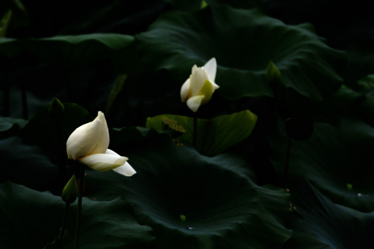 深圳 · 洪湖公园的夏雨荷 - 小鱼滋味 - 小鱼滋味