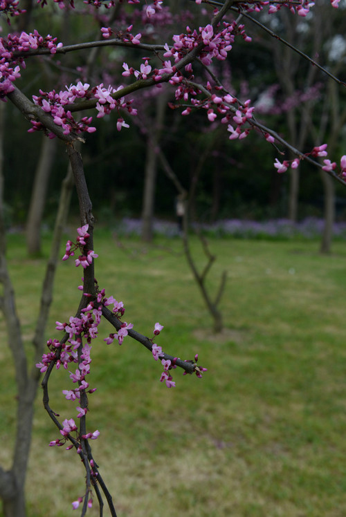 【京口瓜洲春水间】 扬州 · 瘦西湖（花草篇） - 小鱼滋味 - 小鱼滋味