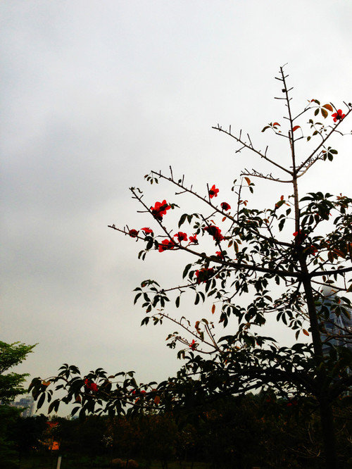 无情的雨 柔情的你 - 小鱼滋味 - 小鱼滋味