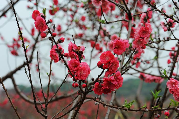 桃花依旧笑春风 - 小鱼滋味 - 小鱼滋味