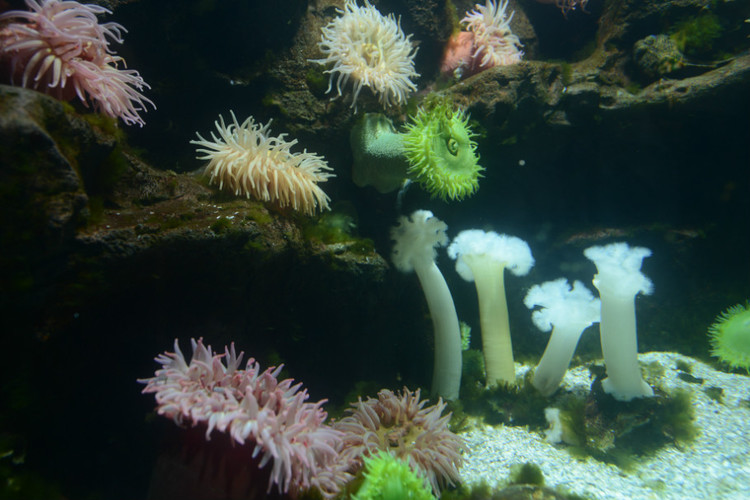 【走路去纽约】D7 马里兰州巴尔的摩,参观巴尔的摩水族馆及沃尔特斯艺术博物馆 - 小鱼滋味 - 小鱼滋味 【走路去纽约】D7 马里兰州巴尔的摩,参观巴尔的摩水族馆及沃尔特斯艺术博物馆 - 小鱼滋味 - 小鱼滋味