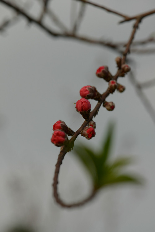 桃花朵朵开，蛇年翩翩入梦来 - 小鱼滋味 - 小鱼滋味