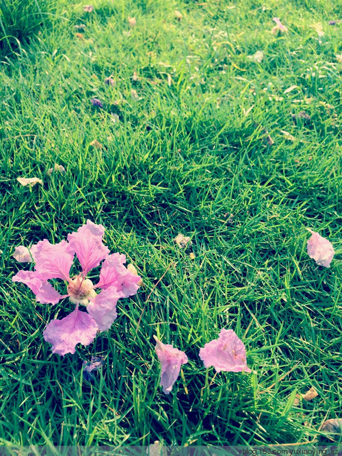 朝阳、雨露和花花世界，好久不见 - 小鱼滋味 - 小鱼滋味