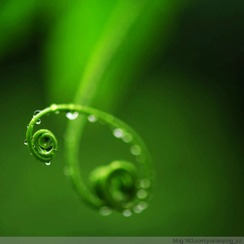 雨中的枝蔓（百香果） - 小鱼滋味 - 小鱼滋味