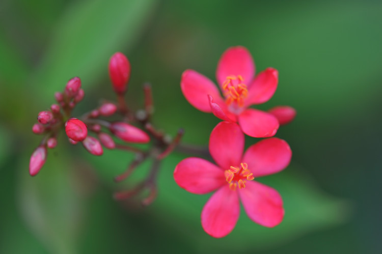 平峦山公园的花儿 - 小鱼滋味 - 小鱼滋味