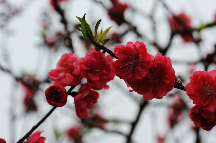 桃花依旧笑春风 - 小鱼滋味 - 小鱼滋味