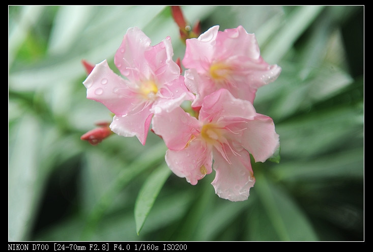 2011年05月23日 - 小鱼滋味 - 小鱼滋味