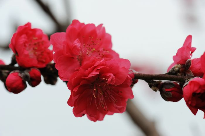 桃花依旧笑春风 - 小鱼滋味 - 小鱼滋味