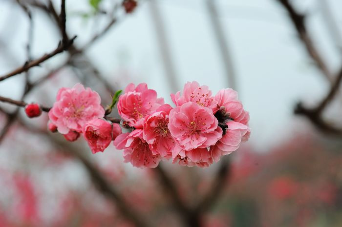 桃花依旧笑春风 - 小鱼滋味 - 小鱼滋味