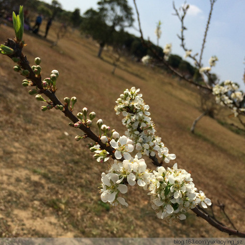 【东莞 · 松山湖】大年初一赏桃花，甲午新春春来早 - 小鱼滋味 - 小鱼滋味