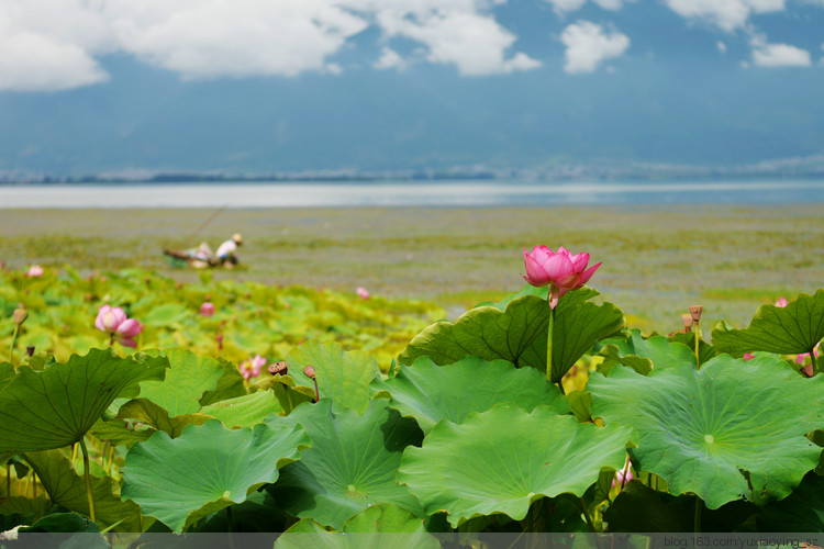 【一路向西去大理】 苍洱美景在挖色，无尽浪漫 - 小鱼滋味 - 小鱼滋味