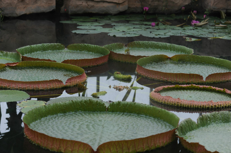 广州·华南植物园 - 小鱼滋味 - 小鱼滋味