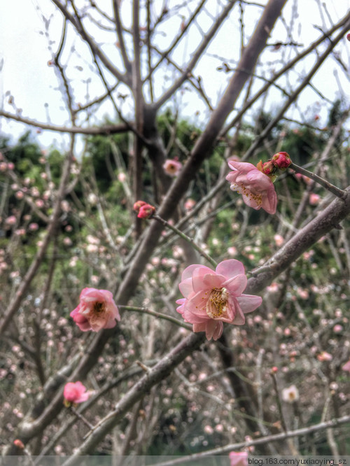 赏梅季 · 梅林里的小花 - 小鱼滋味 - 小鱼滋味