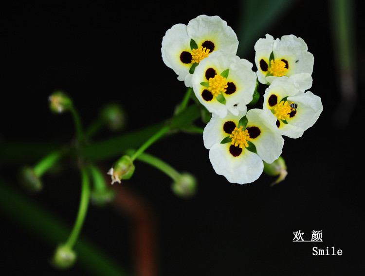 求名 - 小鱼滋味 - 小鱼滋味 求名 - 小鱼滋味 - 小鱼滋味