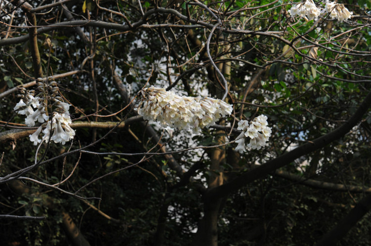 【2012，春之舞】 华发缀满枝 - 小鱼滋味 - 小鱼滋味