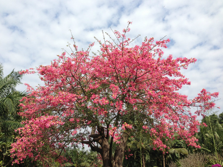 那棵开花的树 - 小鱼滋味 - 小鱼滋味