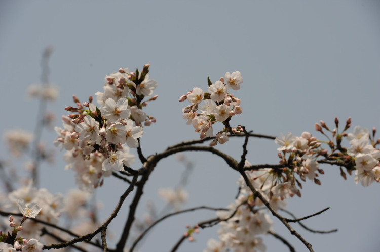 【无锡之春】 樱花，炫舞成风 - 小鱼滋味 - 小鱼滋味