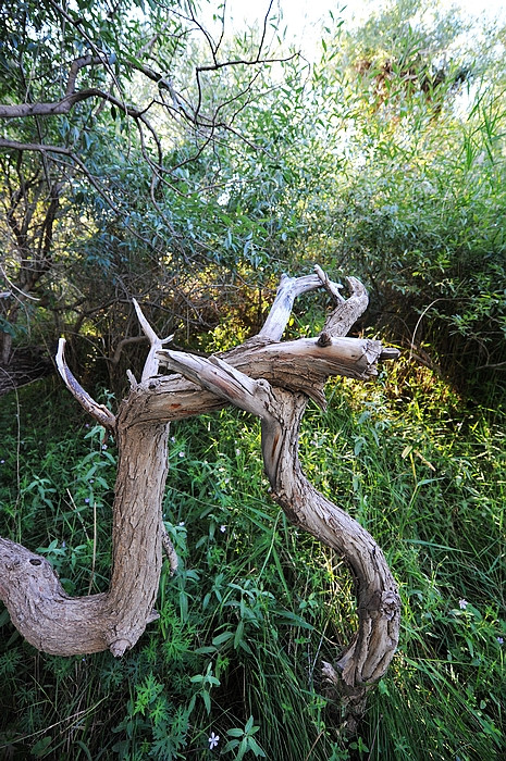 在那遥远的地方（之十 库车老城－库车王府－大清真寺－天山神木园－阿克苏） - 小鱼滋味 - 小鱼滋味