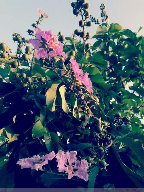 朝阳、雨露和花花世界，好久不见 - 小鱼滋味 - 小鱼滋味