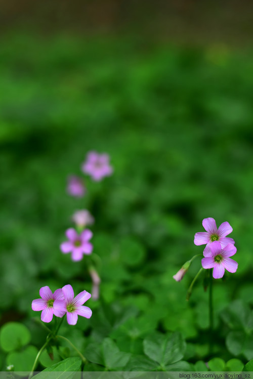 【深圳 · 中心公园】 春天里，百花香 - 小鱼滋味 - 小鱼滋味