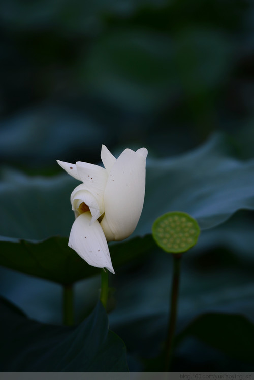 【深圳 · 洪湖公园】 花拆，蓦然夏中 - 小鱼滋味 - 小鱼滋味