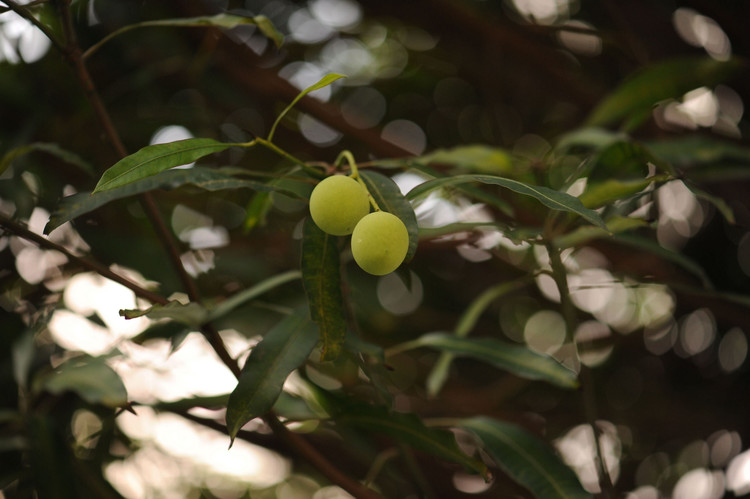 芒果还青涩着 - 小鱼滋味 - 小鱼滋味