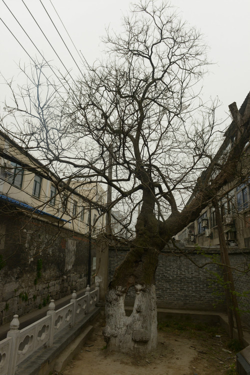【京水瓜洲春水间】 扬州八怪纪念馆与南柯一梦 - 小鱼滋味 - 小鱼滋味 【京水瓜洲春水间】 扬州八怪纪念馆与南柯一梦 - 小鱼滋味 - 小鱼滋味