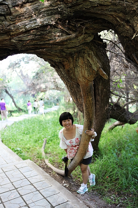 在那遥远的地方（之十 库车老城－库车王府－大清真寺－天山神木园－阿克苏） - 小鱼滋味 - 小鱼滋味