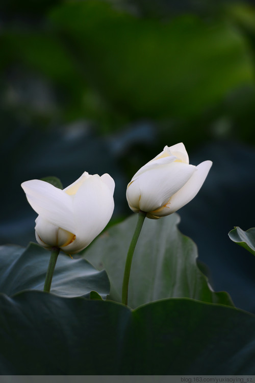 【深圳 · 洪湖公园】 花拆，蓦然夏中 - 小鱼滋味 - 小鱼滋味