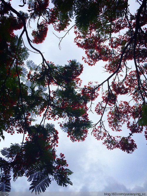 凤凰花开 - 小鱼滋味 - 小鱼滋味