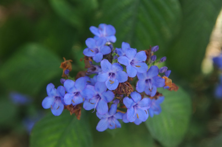 三月的深圳·仙湖植物园 - 小鱼滋味 - 小鱼滋味