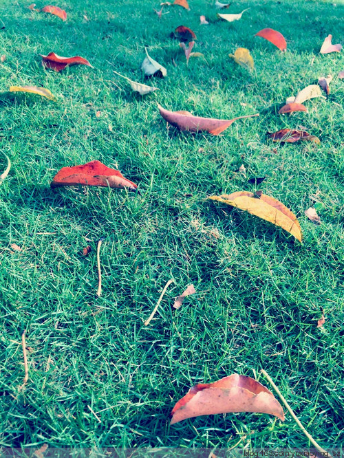 朝阳、雨露和花花世界，好久不见 - 小鱼滋味 - 小鱼滋味