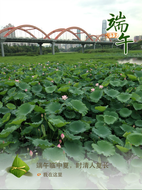 深圳 · 洪湖公园的夏雨荷 - 小鱼滋味 - 小鱼滋味