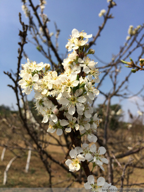 【东莞 · 松山湖】大年初一赏桃花，甲午新春春来早 - 小鱼滋味 - 小鱼滋味